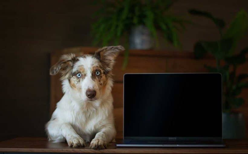 dog looking at a computer screen